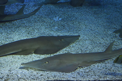 Istanbul Istanbul Aquarium oct 2019 7048.jpg