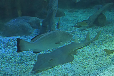 Istanbul Istanbul Aquarium oct 2019 7050.jpg