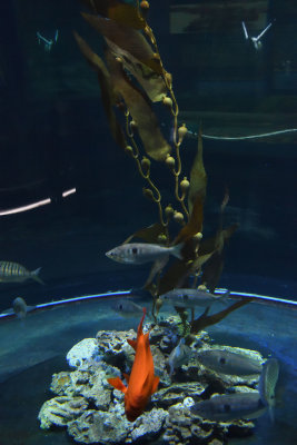 Istanbul Istanbul Aquarium oct 2019 7055.jpg