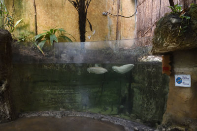 Istanbul Istanbul Aquarium oct 2019 7058.jpg