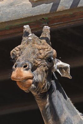 Gaziantep Giraffe sept 2019 4569.jpg