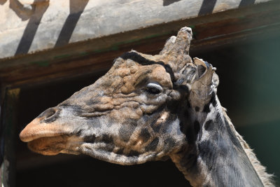 Gaziantep Giraffe sept 2019 4570.jpg