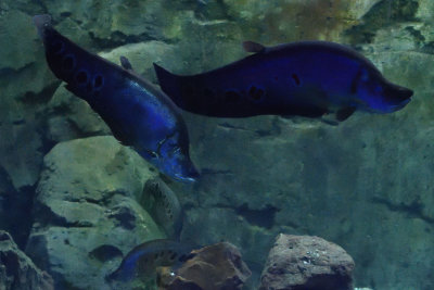 Gaziantep zoo Aquarium sept 2019 4610.jpg