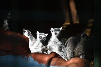 Gaziantep Zoo Ring-tailed lemur sept 2019 4558.jpg