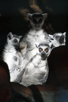 Gaziantep Zoo Ring-tailed lemur sept 2019 4559b.jpg
