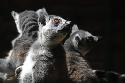 Gaziantep Zoo Ring-tailed lemur sept 2019 4560.jpg