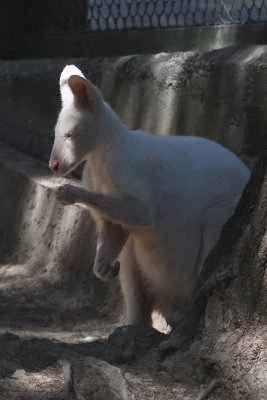 Gaziantep Zoo sept 20194565.jpg