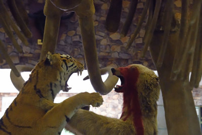 Gaziantep zoo Tiger fights bear sept 2019 4614.jpg