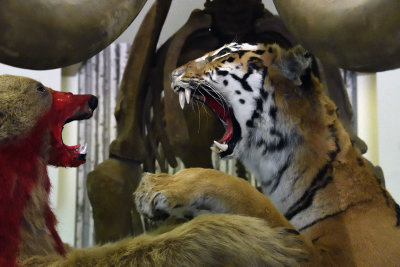 Gaziantep zoo Tiger fights bear sept 2019 4618.jpg