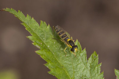 an hoverfly