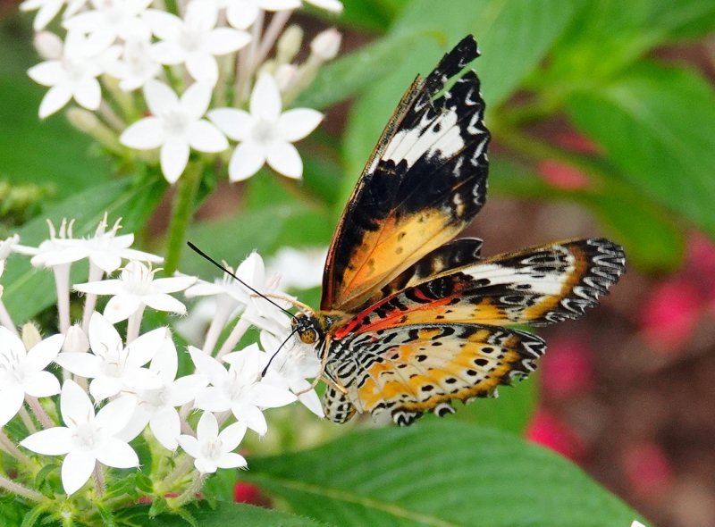 Painted Lady Butterfly