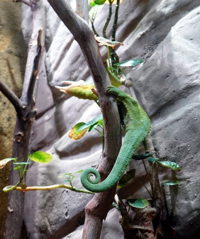 Jacksons Chameleon