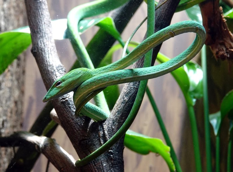 Green Vine Snake