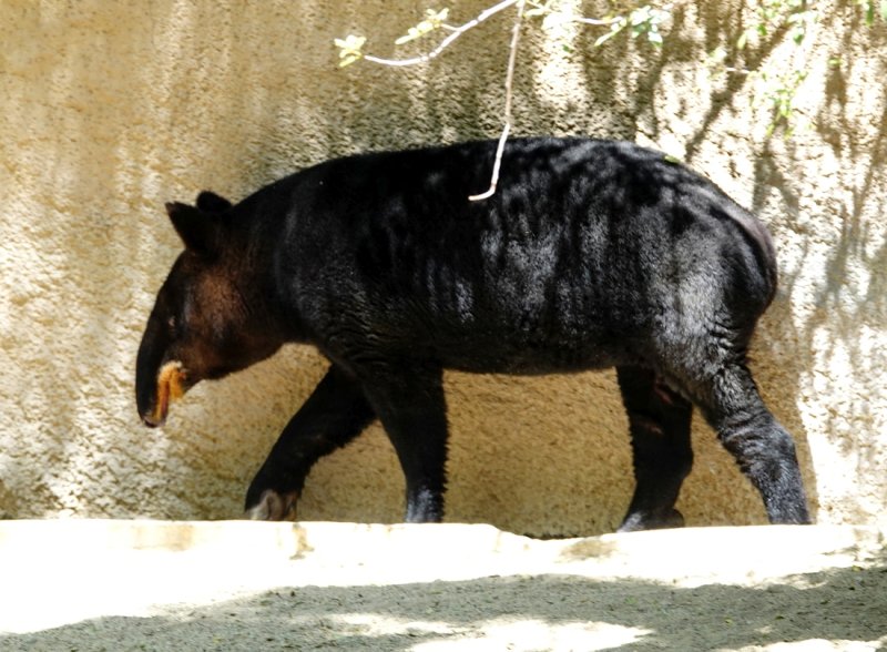 Tapir