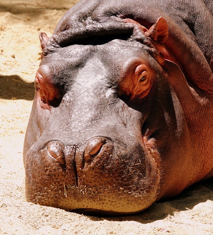 Hippopotamus