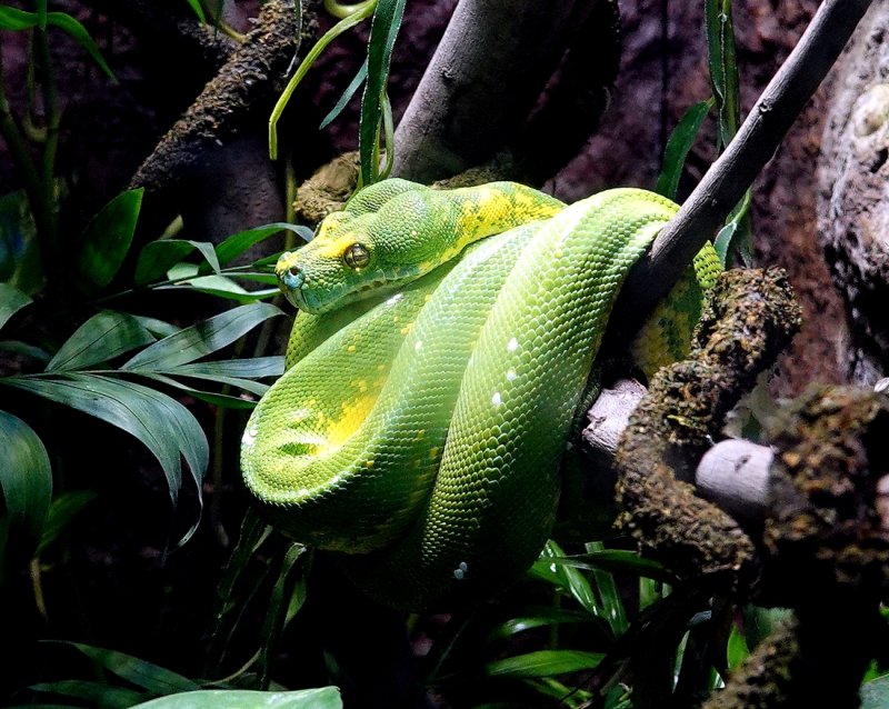 Green Tree Python