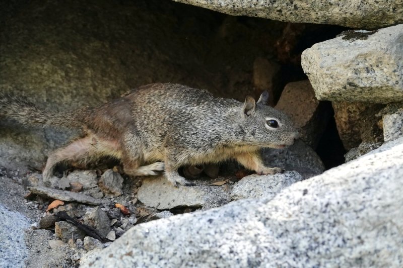 A Yosemite squirrel :)