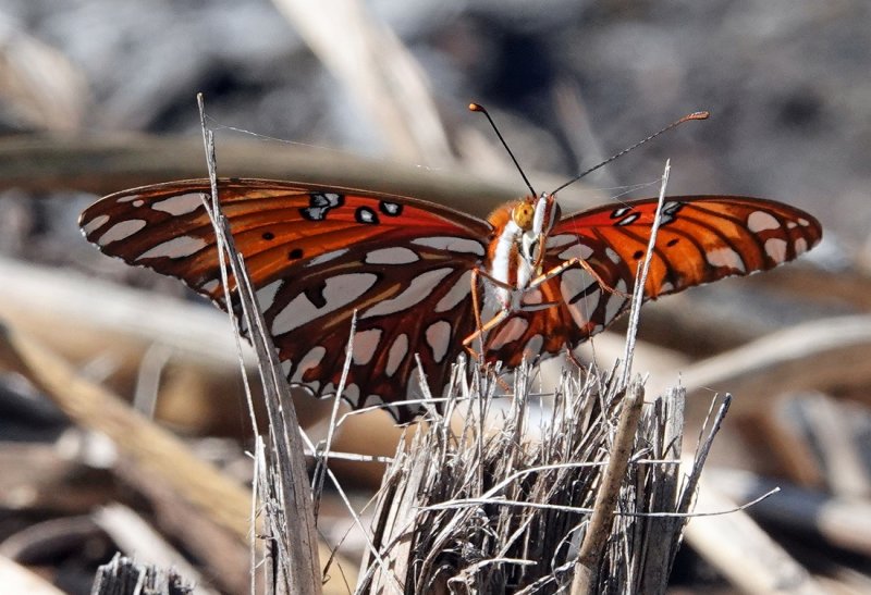 Gulf Fritillary