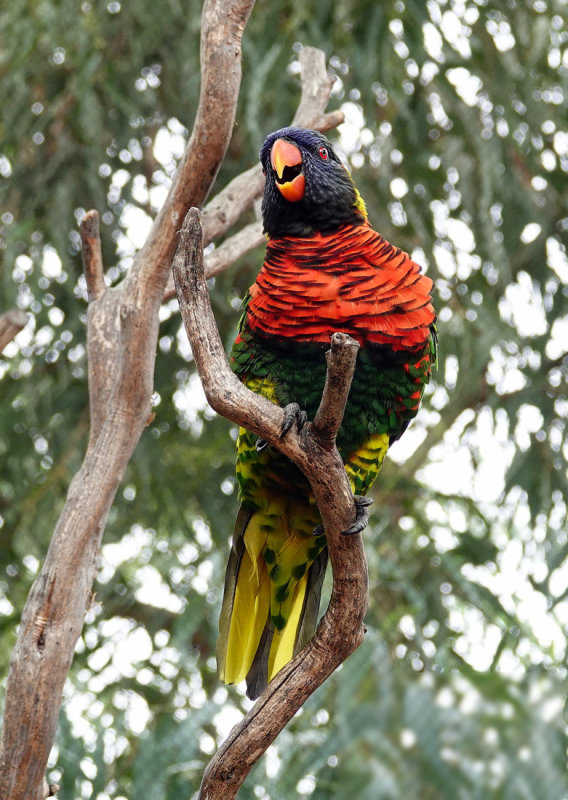 The ever-present Lorikeet