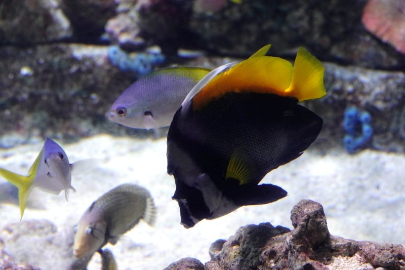 King Angelfish