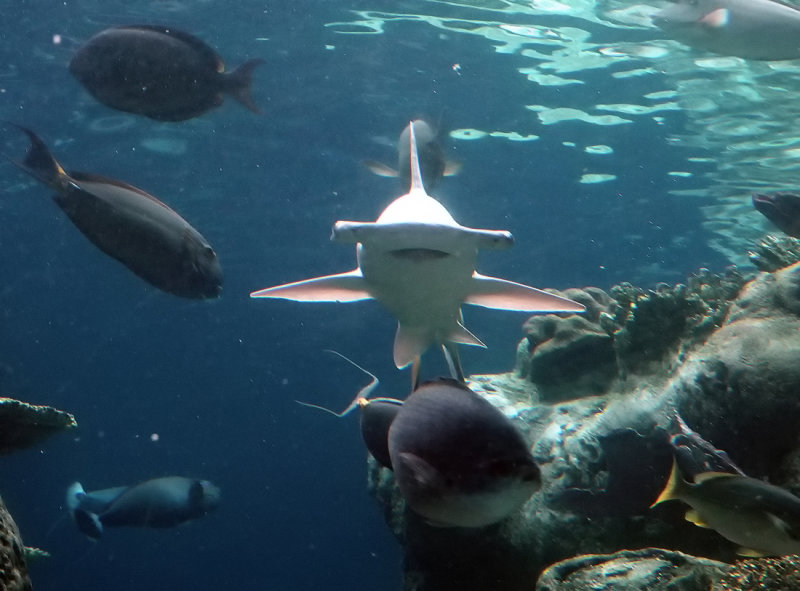 Hammerhead Shark