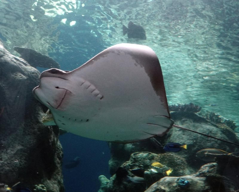 Cownose Stingray