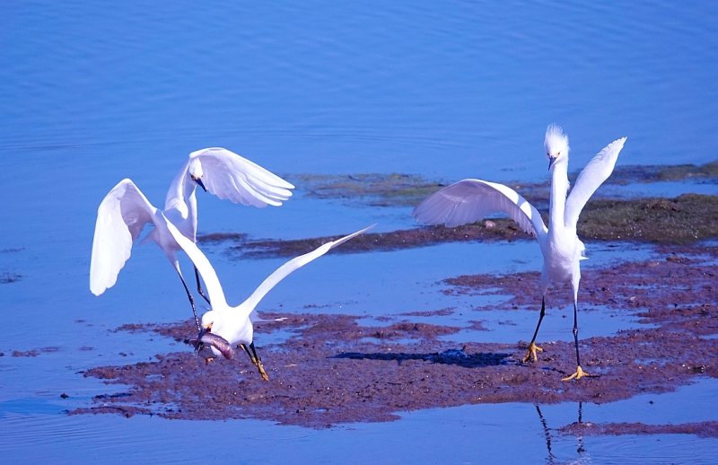 Egret fishing time