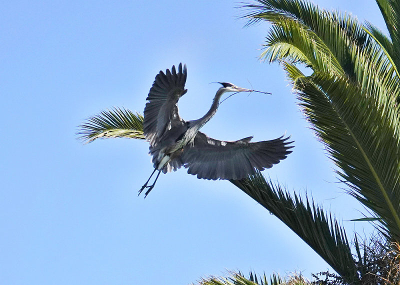 Heron nest maintenance