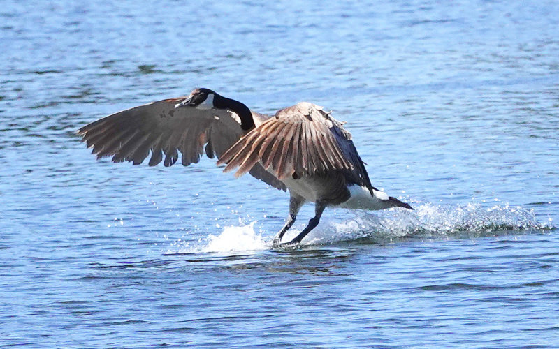 Canada Goose skidding landing