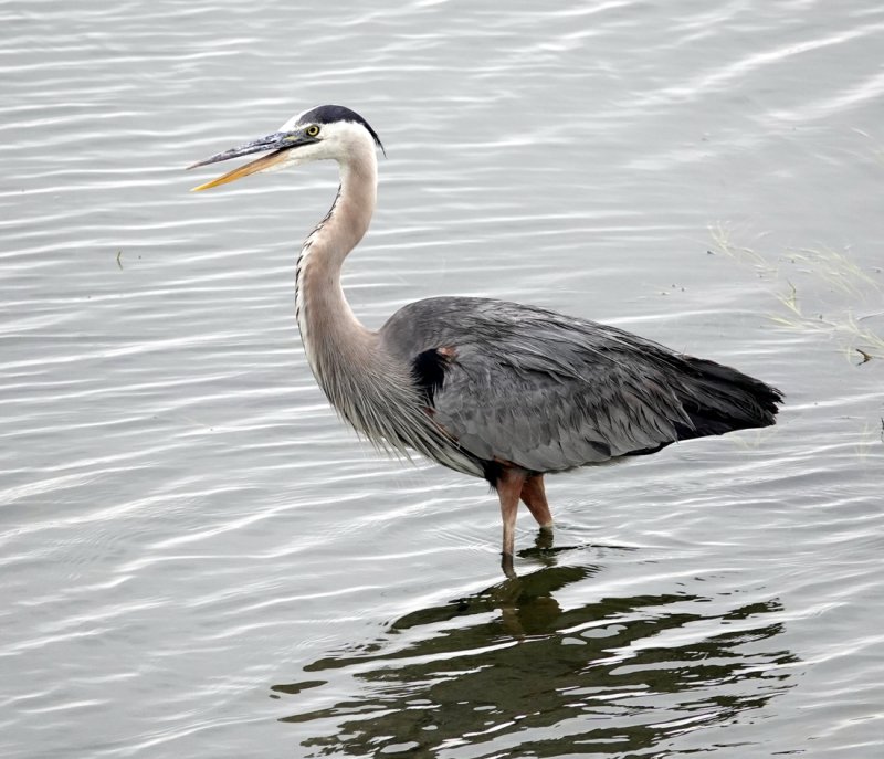 Blue Heron