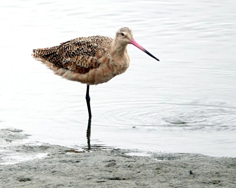 Marbled Godwit
