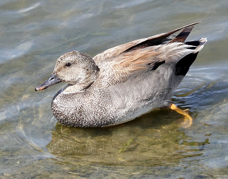 Gadwall