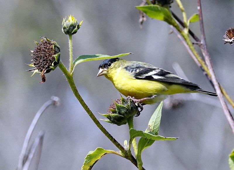 Lesser Goldfinch