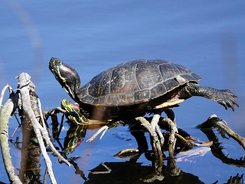 Yellow-bellied Slider Turtle