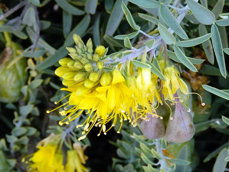 Bladderpod Plant