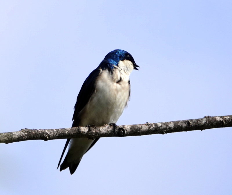 Tree Swallow