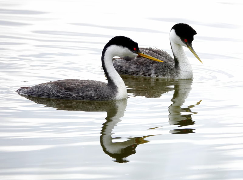 Western Grebes