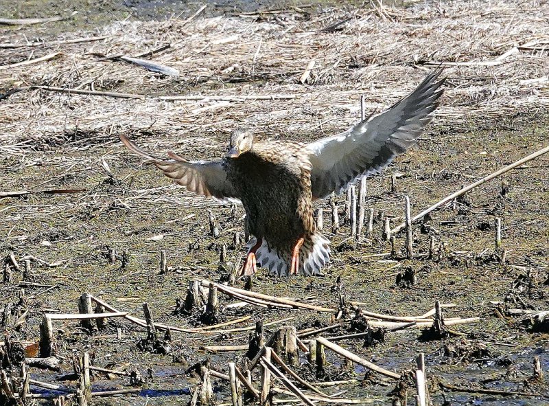 Female Mallard Landing