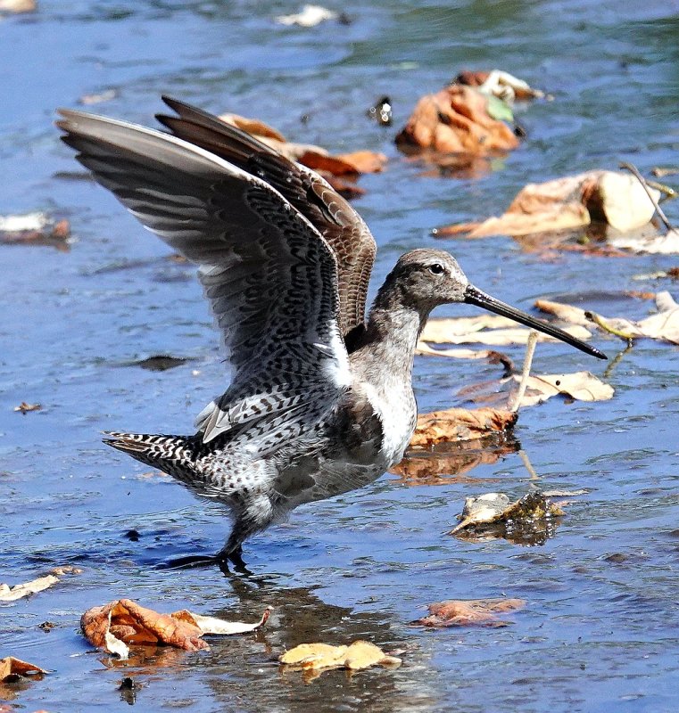 Long-billed Dowitcher