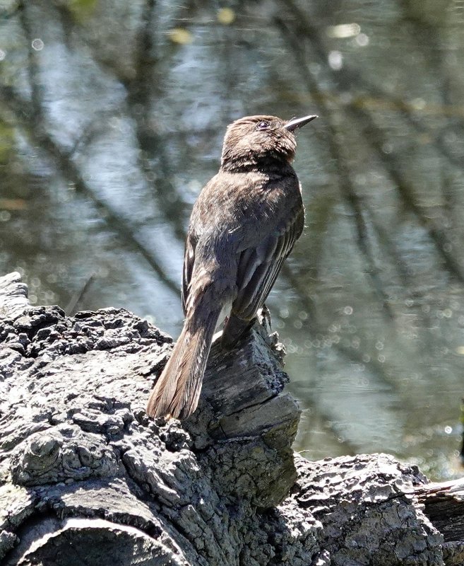Dark-eyed Junco