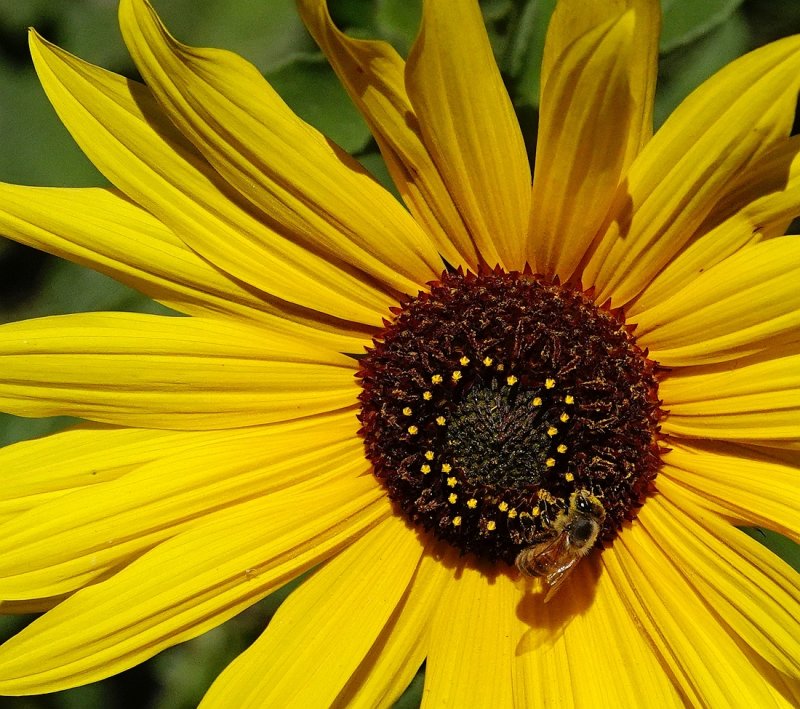 California Sunflower