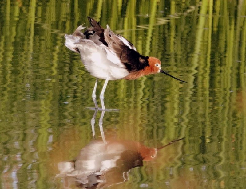 American Avocet