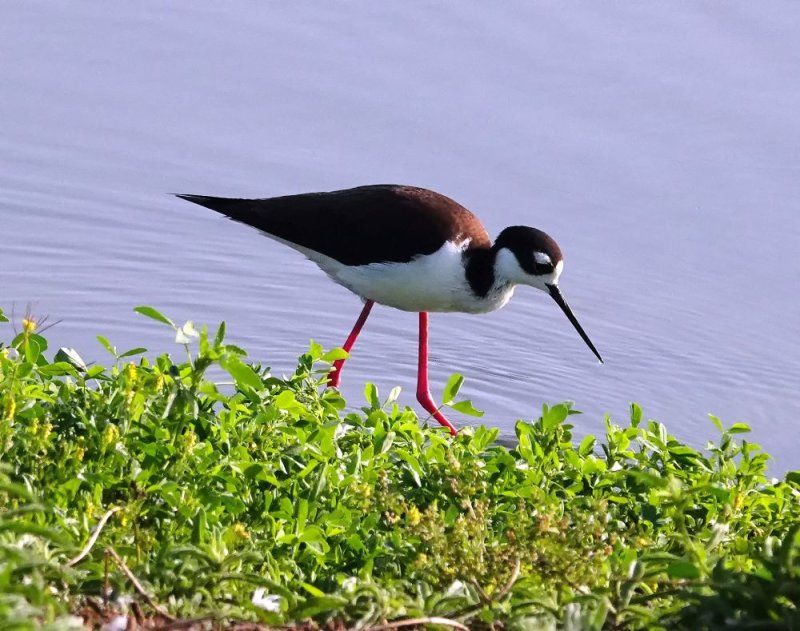 Black-necked Stilt