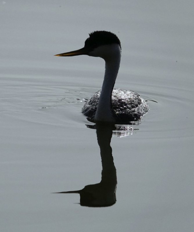 Western Grebe