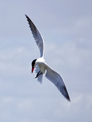 A Least Tern