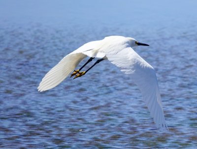 Snowy Egret