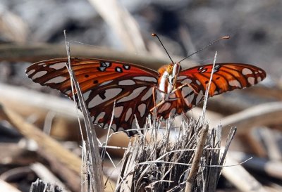 Gulf Fritillary