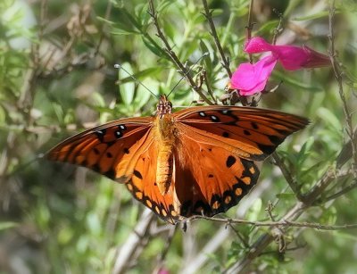 Gulf Fritillary