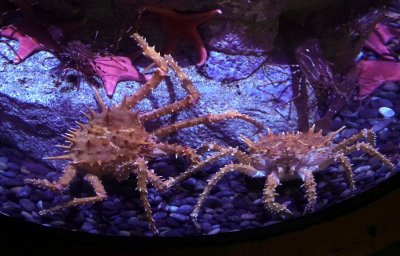 Spiny King Crab