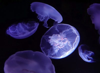 Moon Jellyfish